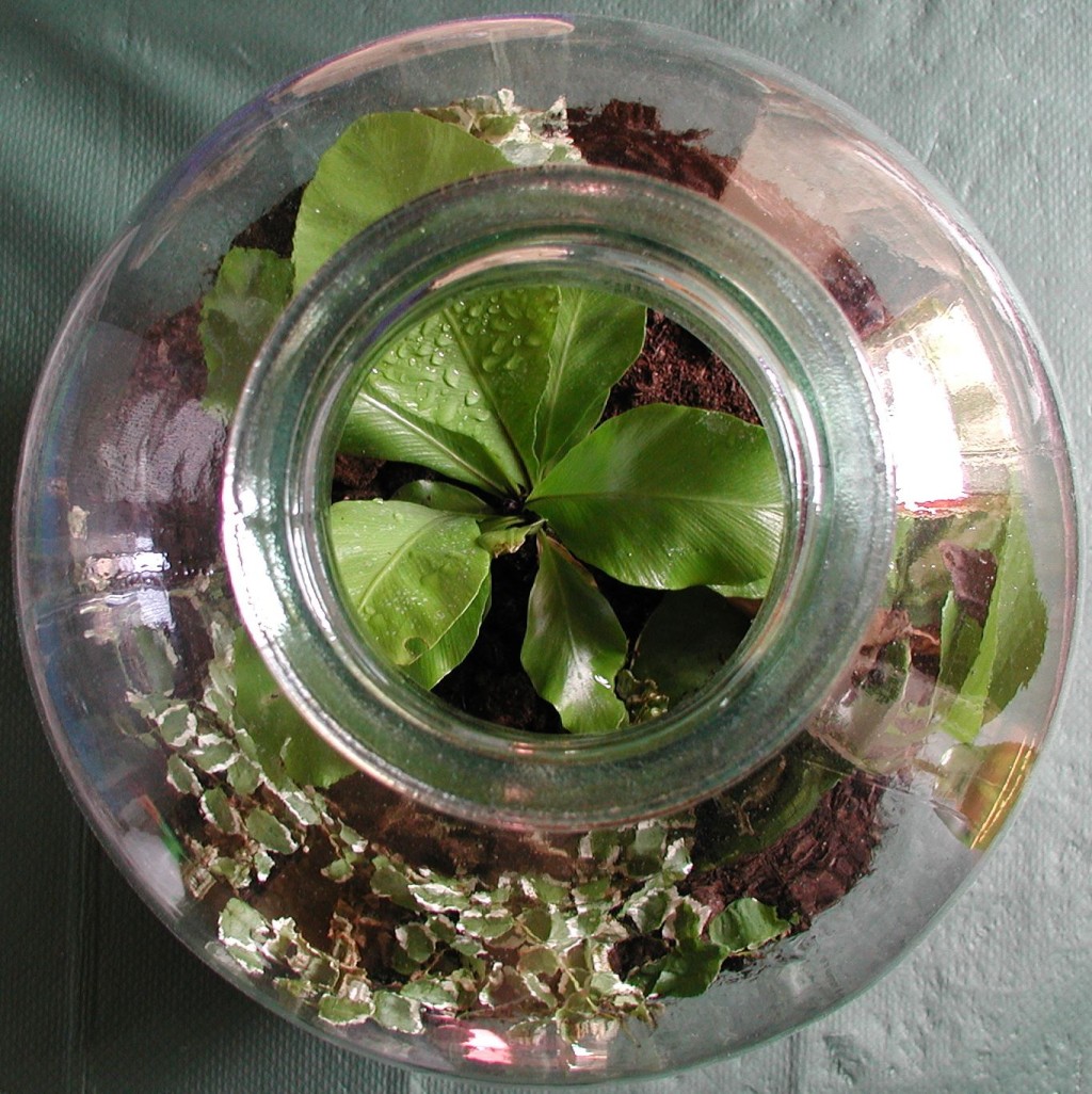 Ecotuintje in fles